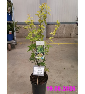 Acer palm. 'Orange Dream' C 2,5 L